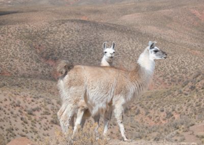 2022-10-25 South America Bolivia Altiplano high plain plateau Andean Plateau Andes Mountains Andean Mountain Range Tupiza Uyuni tour landscape nature wildlife animal animals llamas south american camelids