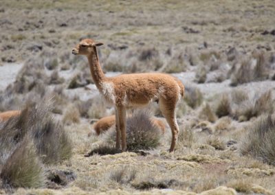 2022-11-13 Amérique du Sud Bolivie Altiplano haut plateau bolivien cordillère des Andes Sajama parc national campo base camp de base rando randonnée vicuña vigogne animal