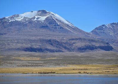 2022-11-14 Südamerika Chile chilenisches Altiplano Hochebene Hochplateau Hochland Anden Lauca Nationalpark Lago Chungara See Berge Vulkan Schnee Tiere Vicunas Vikunjas