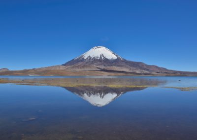 2022-11-14 Amérique du Sud Chili Altiplano haut plateau chilien cordillère des Andes parc national Lauca Lago Chungara lac de chungara montagne volcan neige Parinacota reflet dans l'eau oiseaux