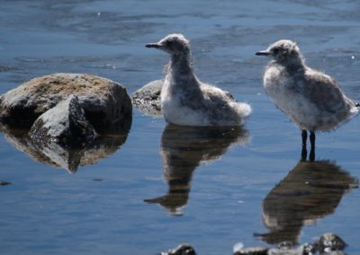 2022-11-14 Südamerika Chile Altiplano Hochebene Hochplateau Hochland Anden Lauca Nationalpark Lago See Chungará Wasser Tier Vogel baby klein Junges Küken Spiegelung im Wasser