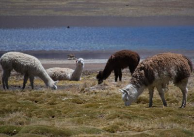2022-11-14 South America Chile chilean Altiplano high plain plateau Andean Plateau Andes Mountains Andean Mountain Range Lauca National Park Lago lake Chungara animal wildlife llamas different color colour grass