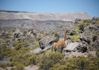 2022-11-14 Amérique du Sud Chili Altiplano haut plateau chilien cordillère des Andes parc national Lauca Laguna Cotacotani animal Vicuña Vicuna Vigogne paysage roche rocheuse