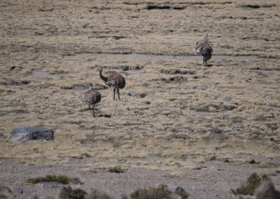 2022-11-14 Südamerika Chile Altiplano Hochebene Hochplateau Hochland Anden Lauca Nationalpark Tier Nandu Vogel Wüste Wueste