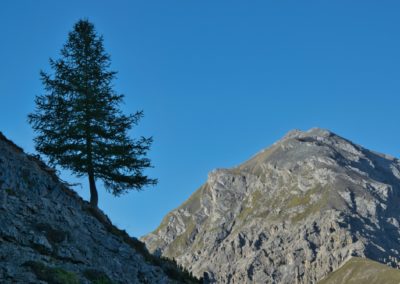 2023-09-08 Suisse Grisons Engadin Engadine Alpes Parc National Naziunal Svizzer Chamanna Cluozza cabane Zernez fuorcla col murter randonnée arbre chemin de randonnée sentier montagnes matin ciel bleu