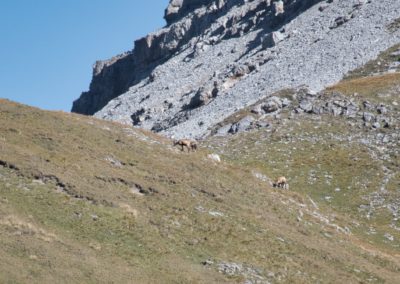 2023-09-08 Suisse Grisons Engadin Engadine Alpes Parc National Naziunal Svizzer Chamanna Cluozza cabane Zernez fuorcla col murter randonnée chemin de randonnée sentier montagnes ciel bleu chamois