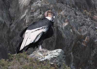 2022-12-11 Argentine Patagonie El Calafate Parc National Los Glaciares Parque Nacional excursion en bateau lac Lago Argentino condor des Andes